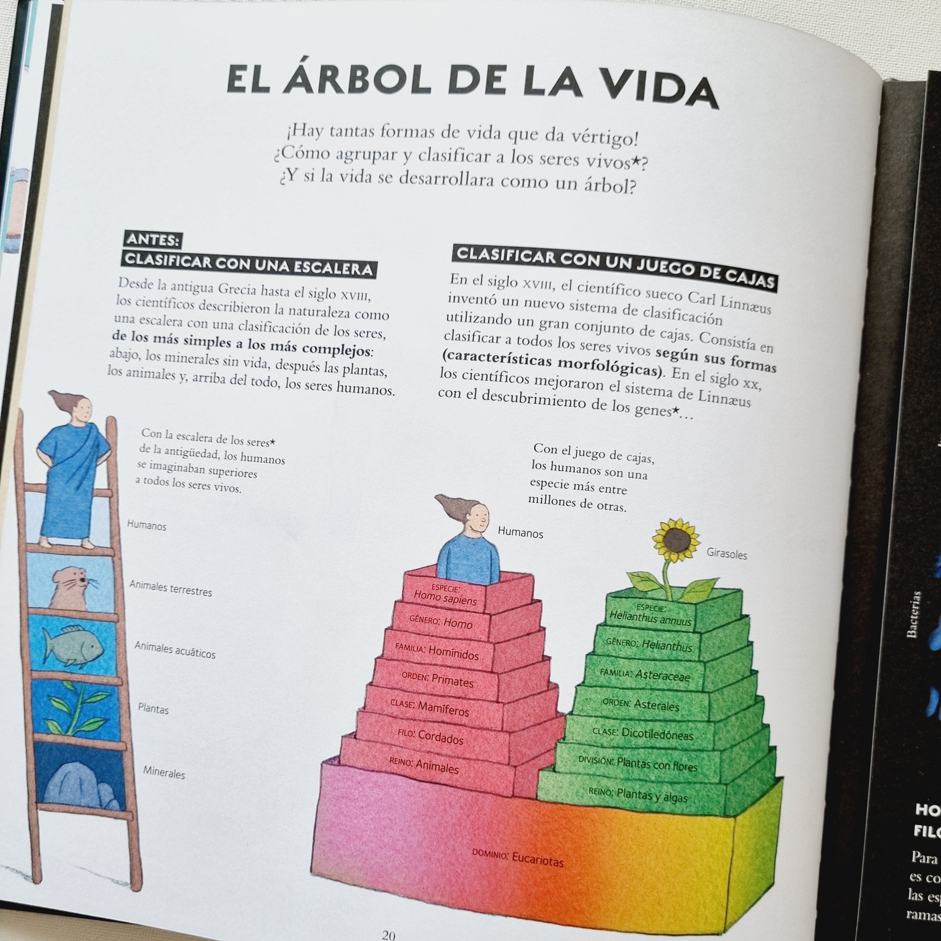 Vida Vida